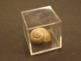 /album/galerie-de-photos-escargots/esc-box-cube-de-verre-jpg/